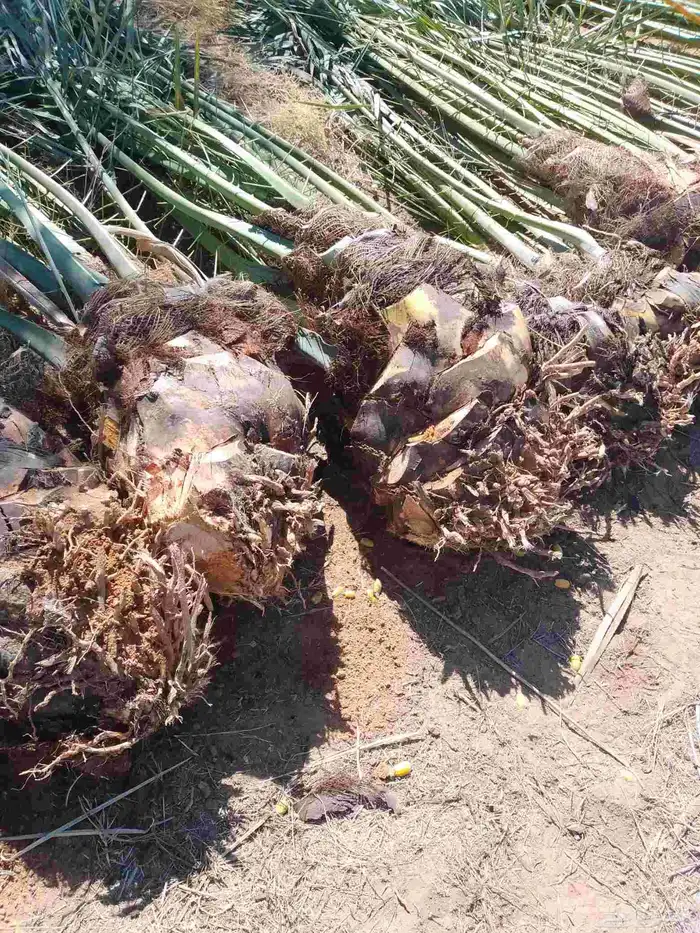 يوجد لدينا نخل للبيع 1