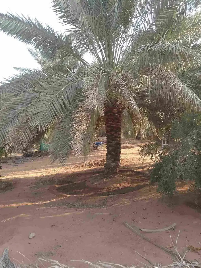 يوجد لدينا عمال نخيل تكريب 0