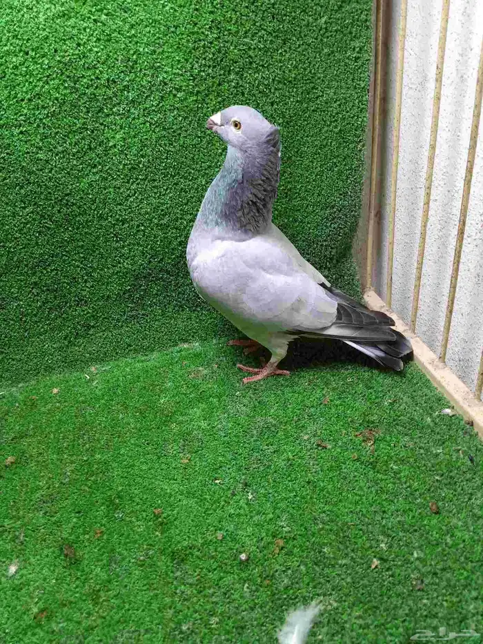 تشكيلة حمام 8