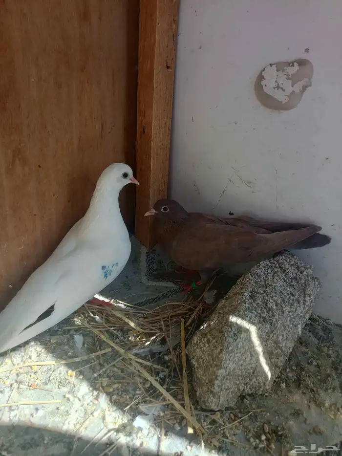 جوز صنعاني 0