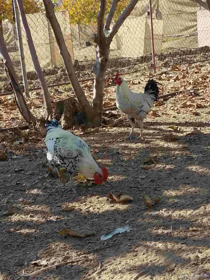 نعرض لكم اليوم اثنين   ديوك بلدي ممتازه وسليمه من كل الأمرا 1