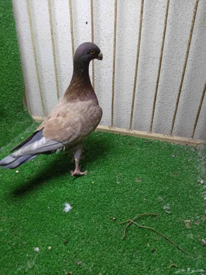 تشكيلة حمام 2