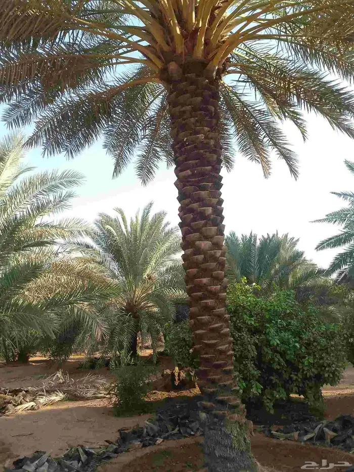 يوجد لدينا عمال نخيل تكريب 1