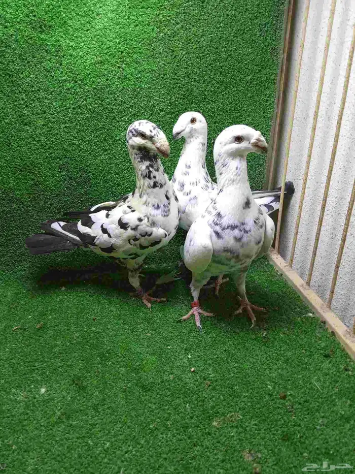 تشكيلة حمام 3