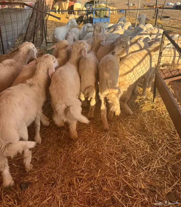 بهم حري العدد 25 كله خرفان العمر ثلاث شهور 1