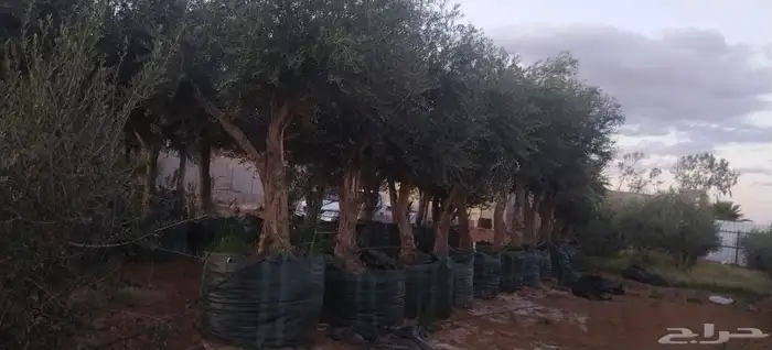 زيتون مراكن وحمضيات وبرتقال 3