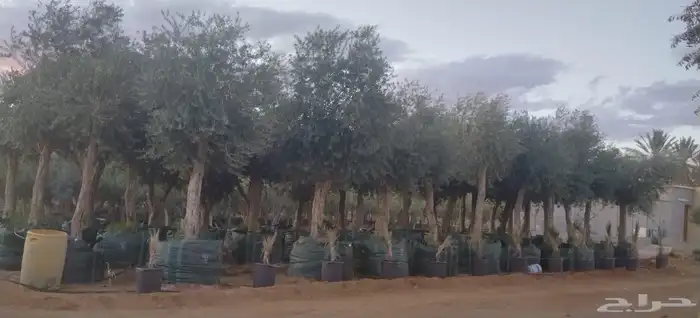 زيتون مراكن وحمضيات وبرتقال 4