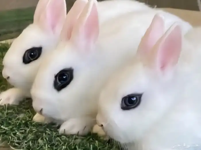 ارانب هتوت بيور مكحل قزمي 0