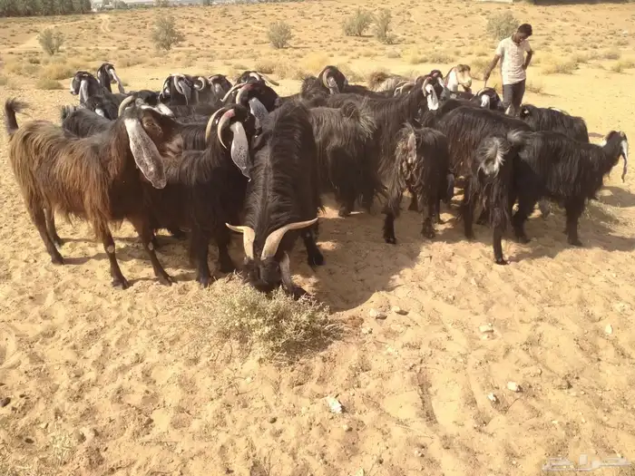 للبيع معزاء 2