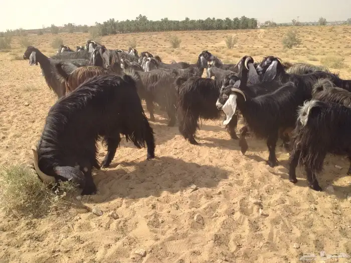 للبيع معزاء 1