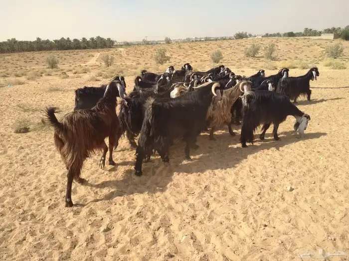 للبيع معزاء 0