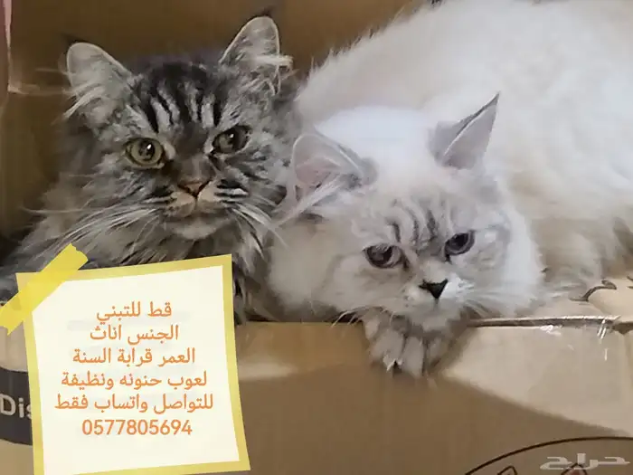 قطط للتبني عاجل 7