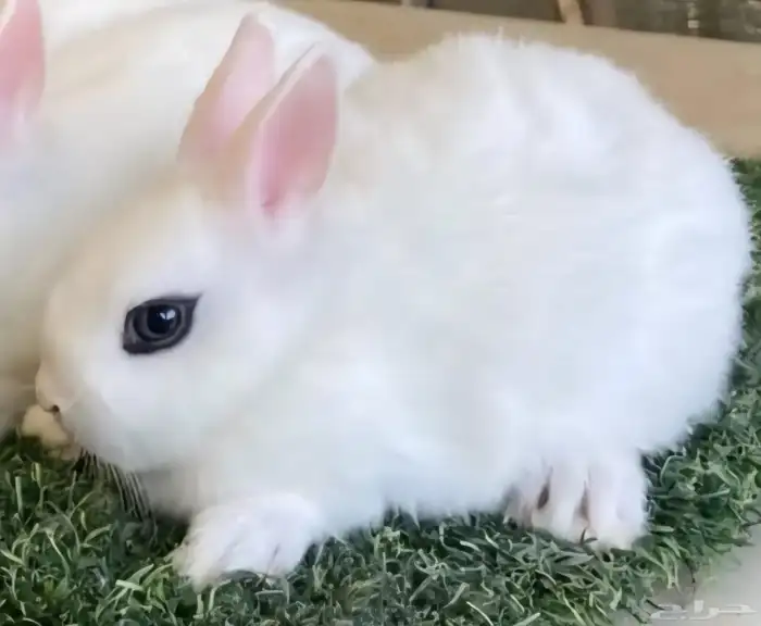 ارانب هتوت بيور مكحل قزمي 1