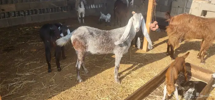 معزا للبيع 1