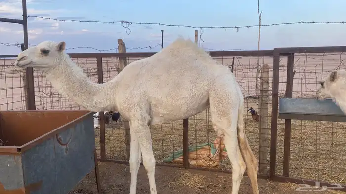 حواره بكرة 4