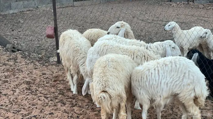 رخال للبيع شرط النظافه 3