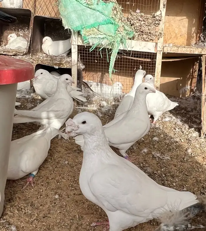 حمام هومر ومهمر مع الانتاج ينتج الوان وشكل مرتب 0