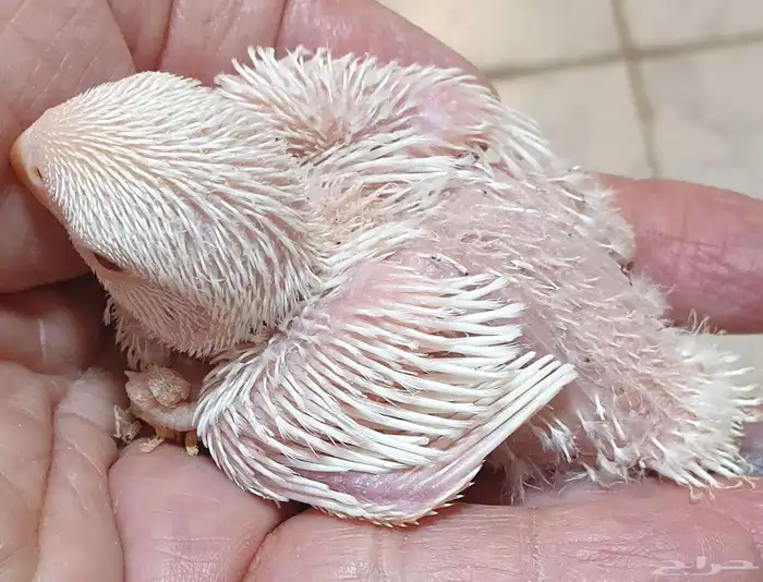 فروخ روز البينو محجلة مع المرفقات 5