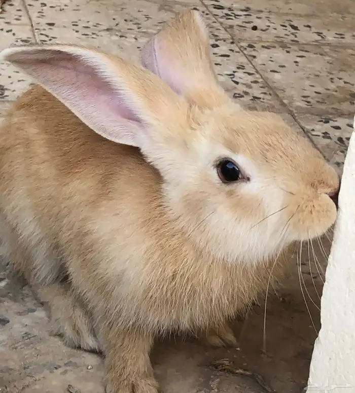 ارنب للبيع سليم من الامراض 0