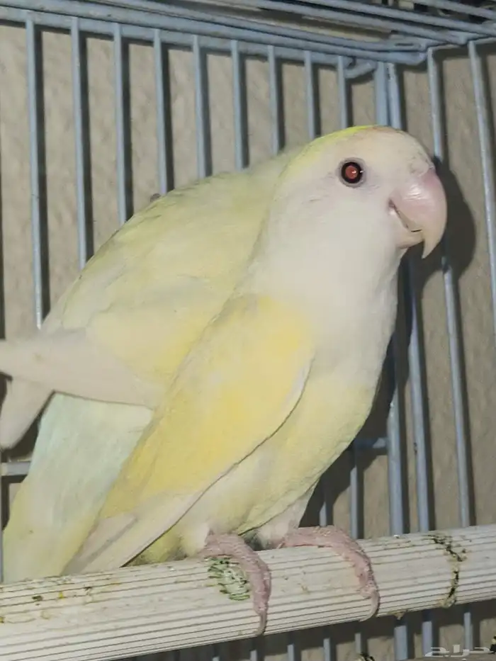 زوج اينو فاخر 8