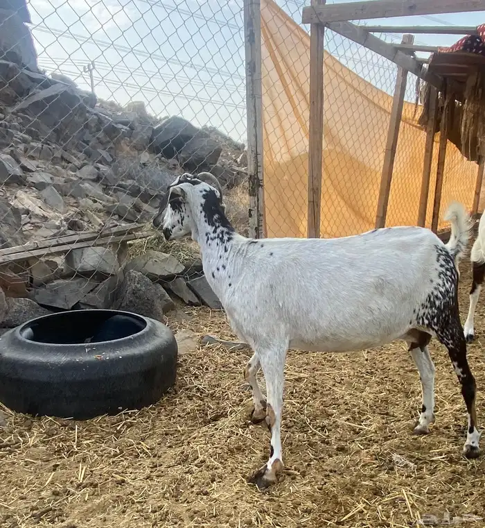 معزا بيشيات للبيع 0