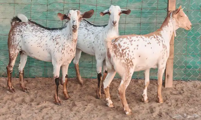 جفار بيشيه وشح دفع مشروطة تم البيع 3