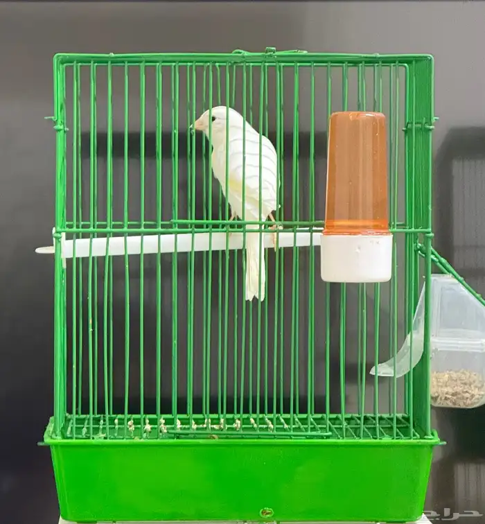 كناري ذكر مغرد 3