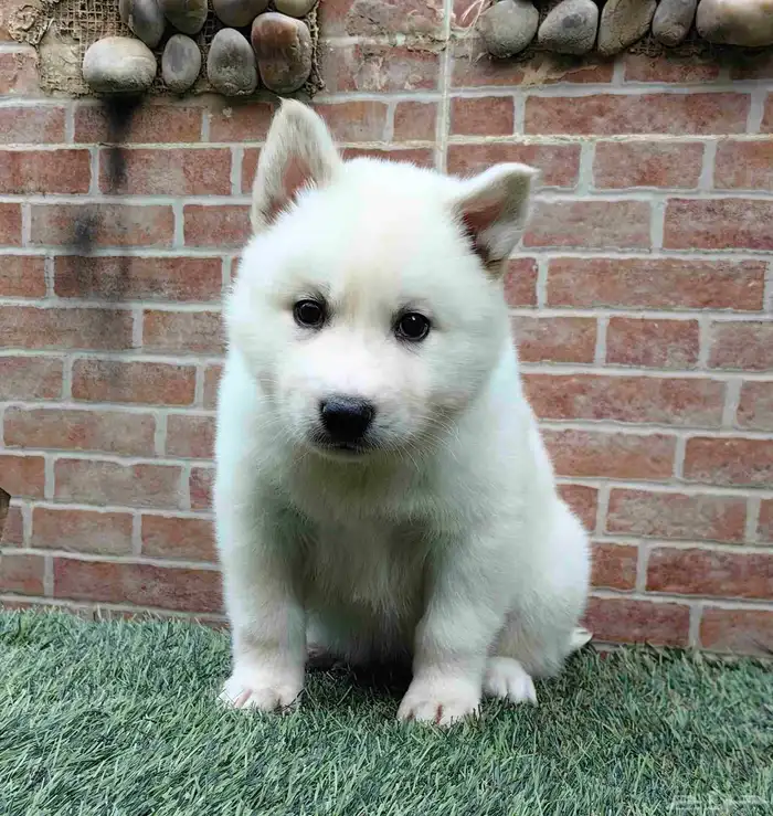 كلاب هاسكي جراوي 6