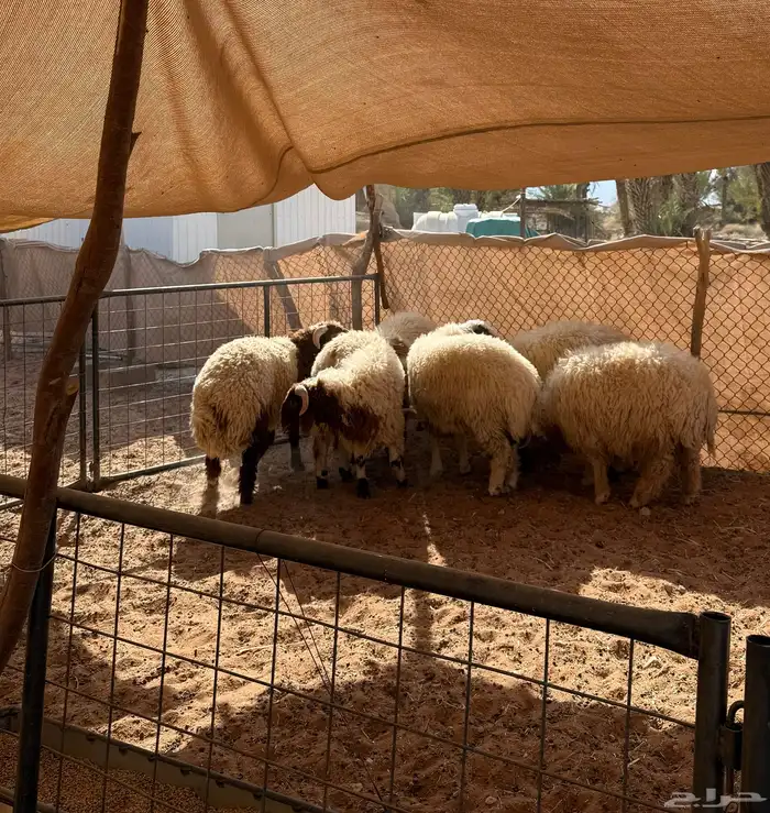 يوجد تمايم وذبائح 0