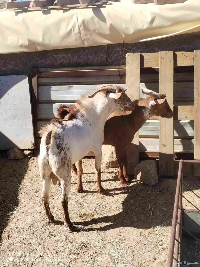 تيوس فحول كفو 2