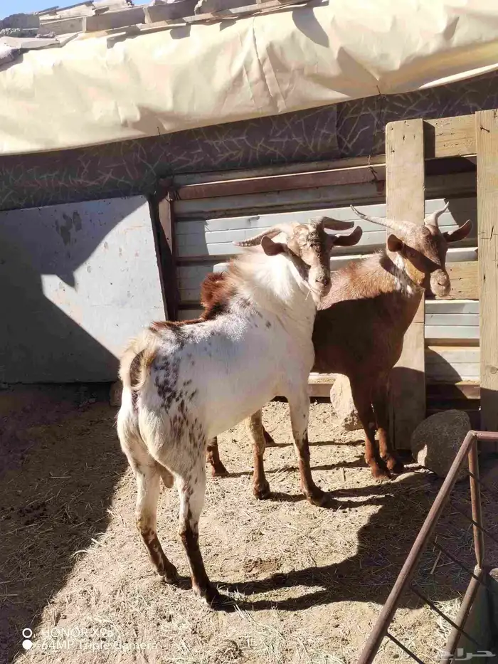 تيوس فحول كفو 3