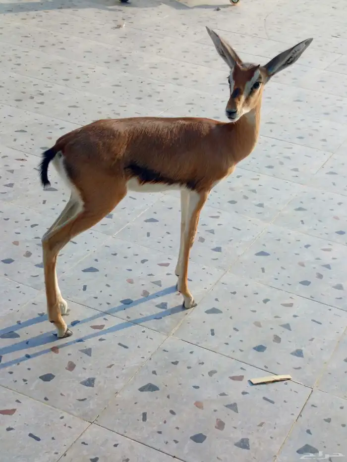 تيس ادمي اليف مره 2