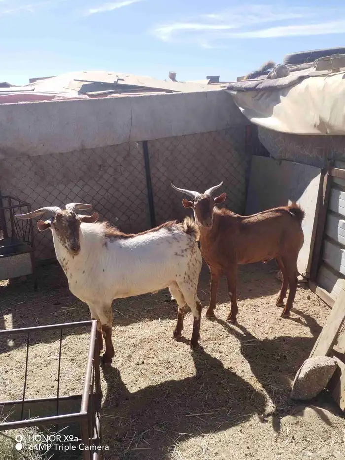 تيوس فحول كفو 0