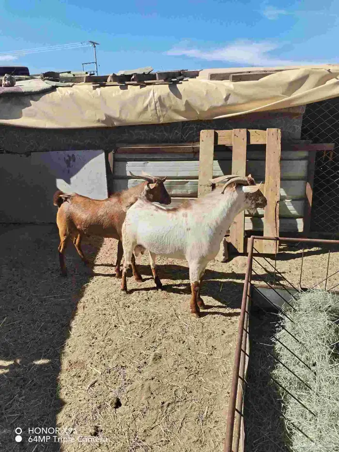 تيوس فحول كفو 4