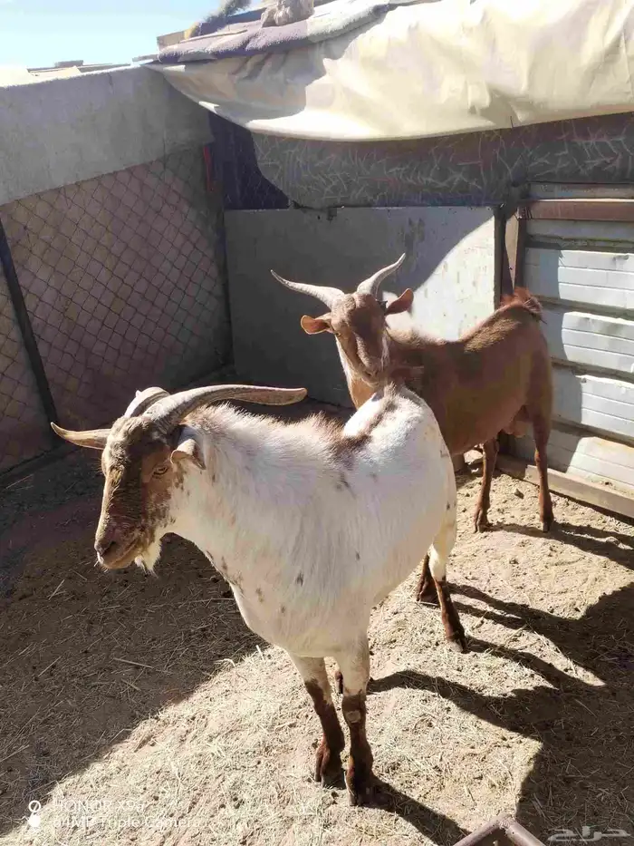 تيوس فحول كفو 1