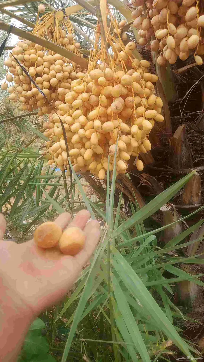 نخيل للبيع 2
