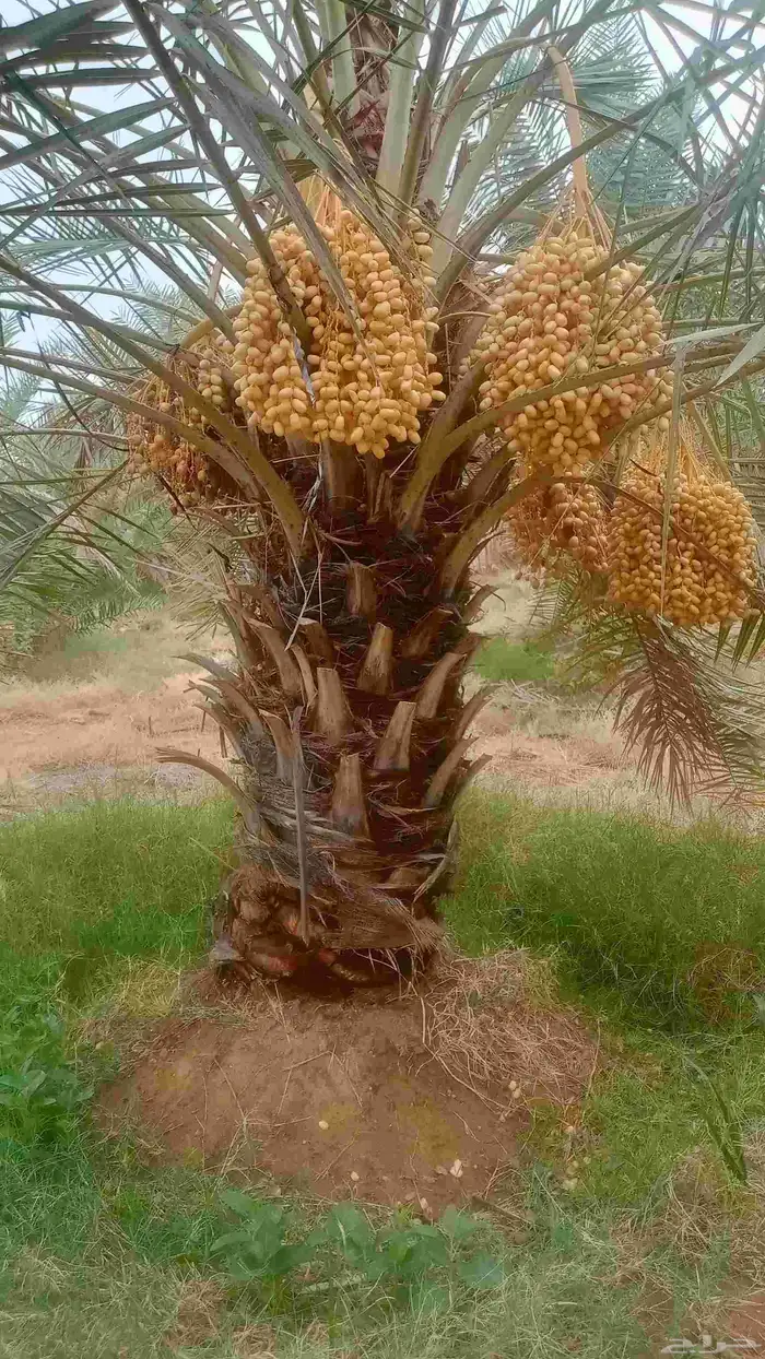 نخيل للبيع 1