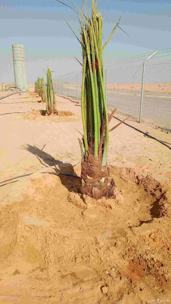 نخيل للبيع 4