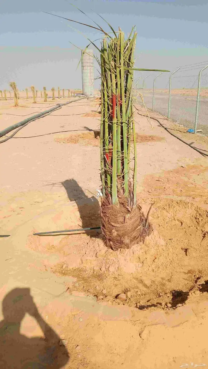 نخيل للبيع 3