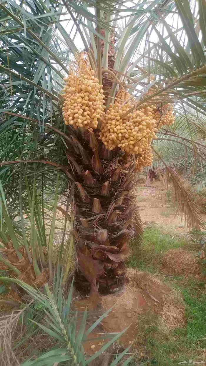 نخيل للبيع 0