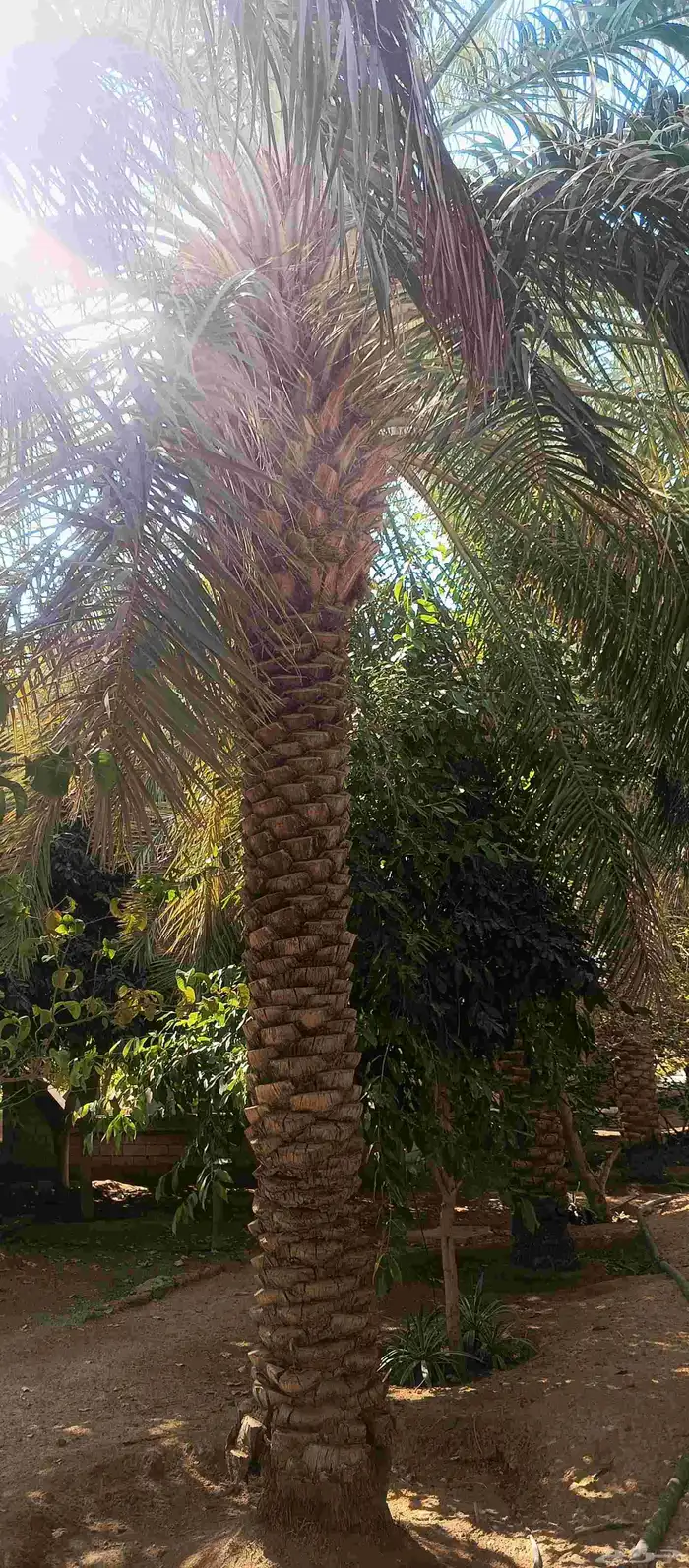 بيع نخل عربي سكري 5 متر 6 متر 8