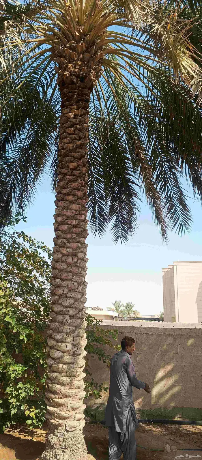 بيع نخل عربي سكري 5 متر 6 متر 6