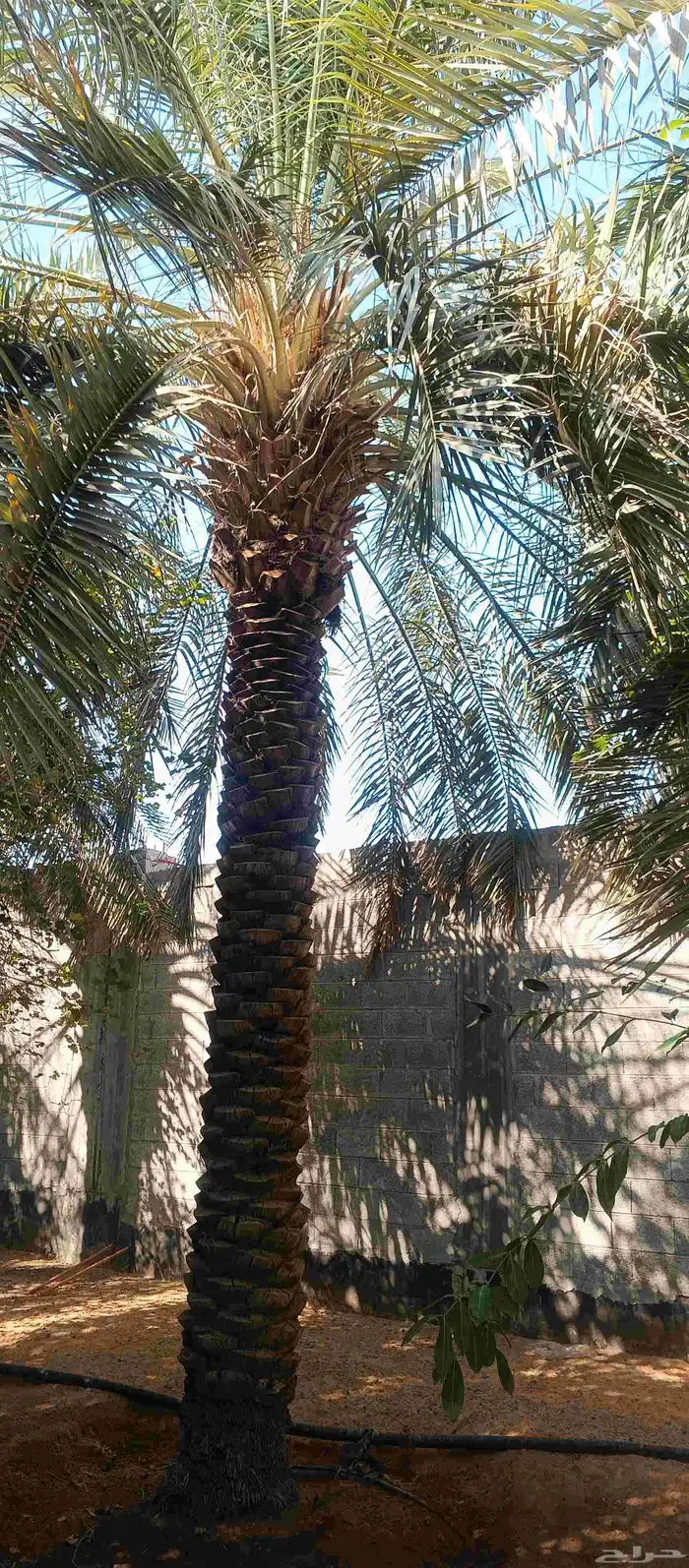 بيع نخل عربي سكري 5 متر 6 متر 2