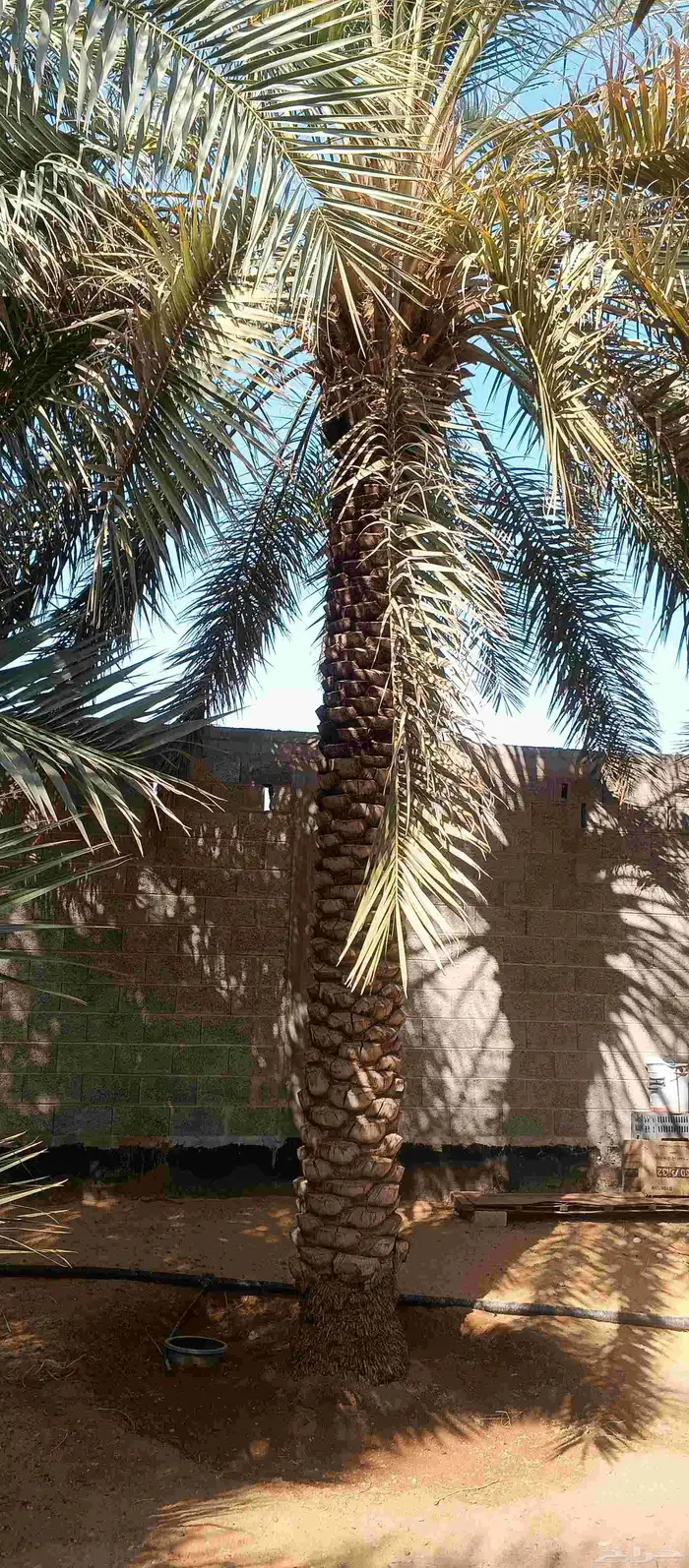 بيع نخل عربي سكري 5 متر 6 متر 4
