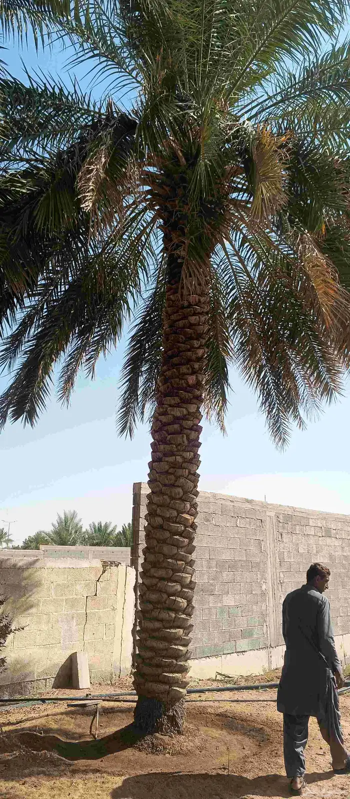 بيع نخل عربي سكري 5 متر 6 متر 7