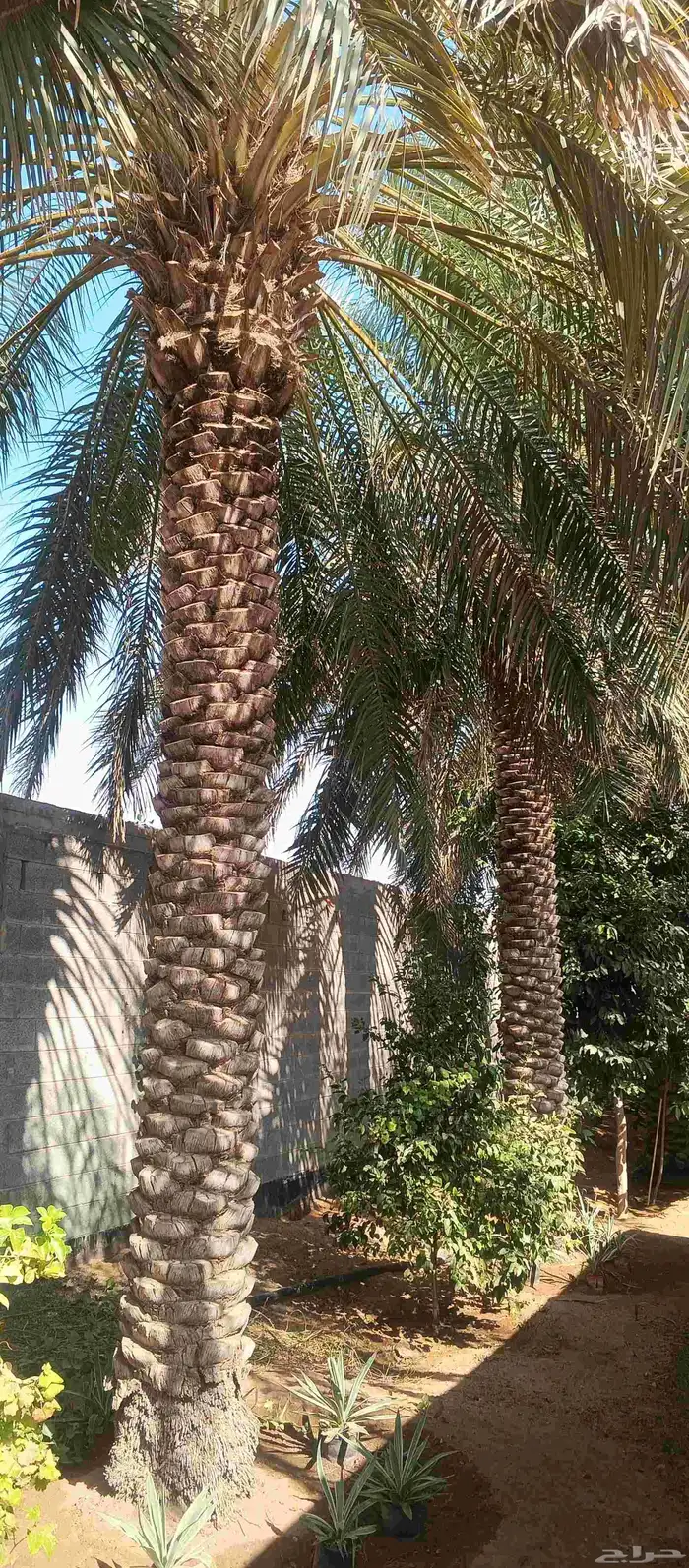بيع نخل عربي سكري 5 متر 6 متر 0