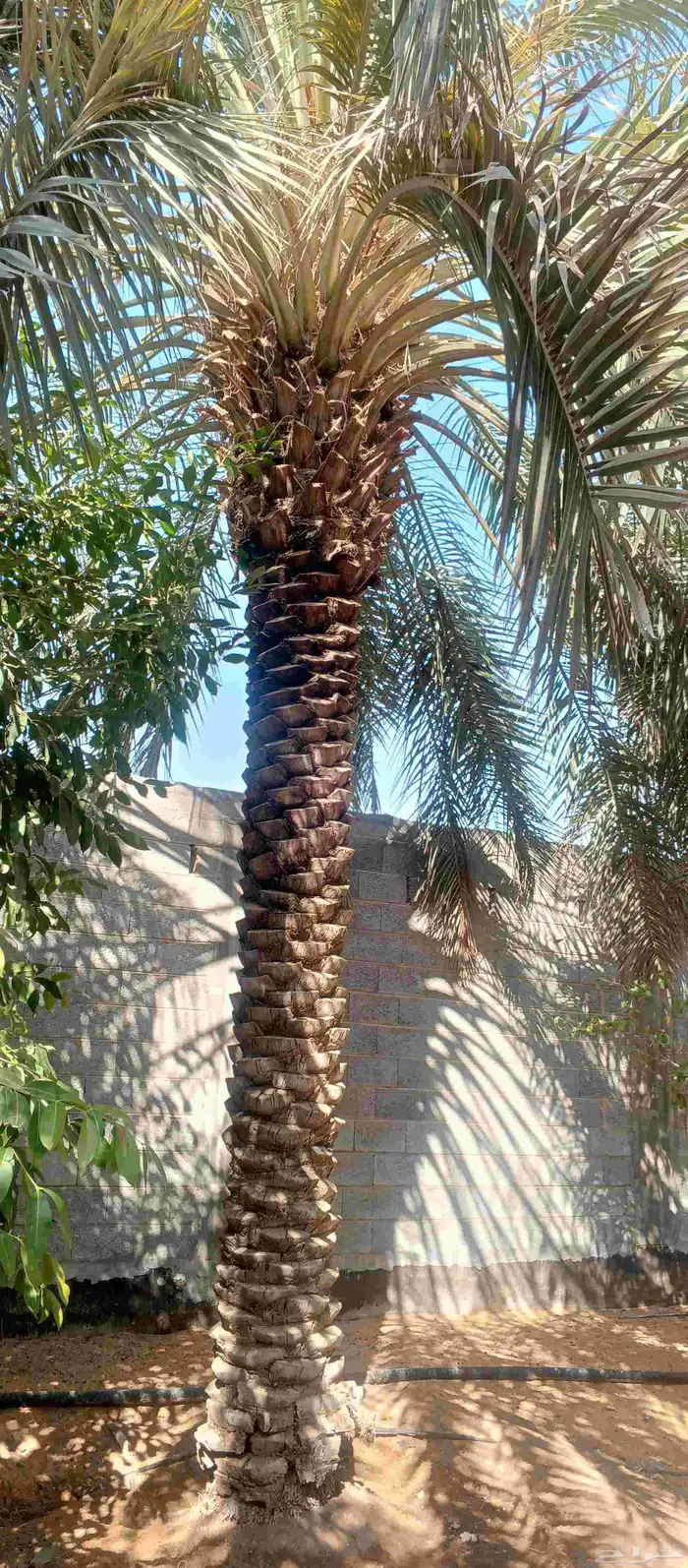 بيع نخل عربي سكري 5 متر 6 متر 1