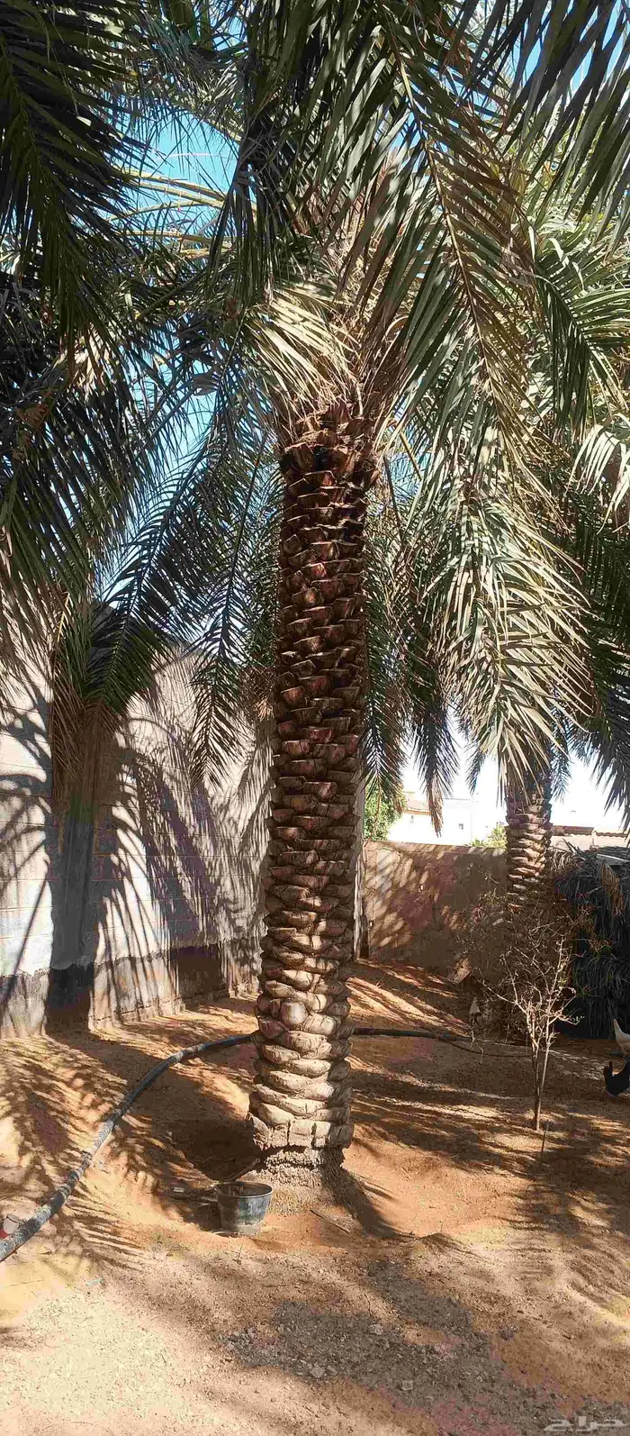 بيع نخل عربي سكري 5 متر 6 متر 3