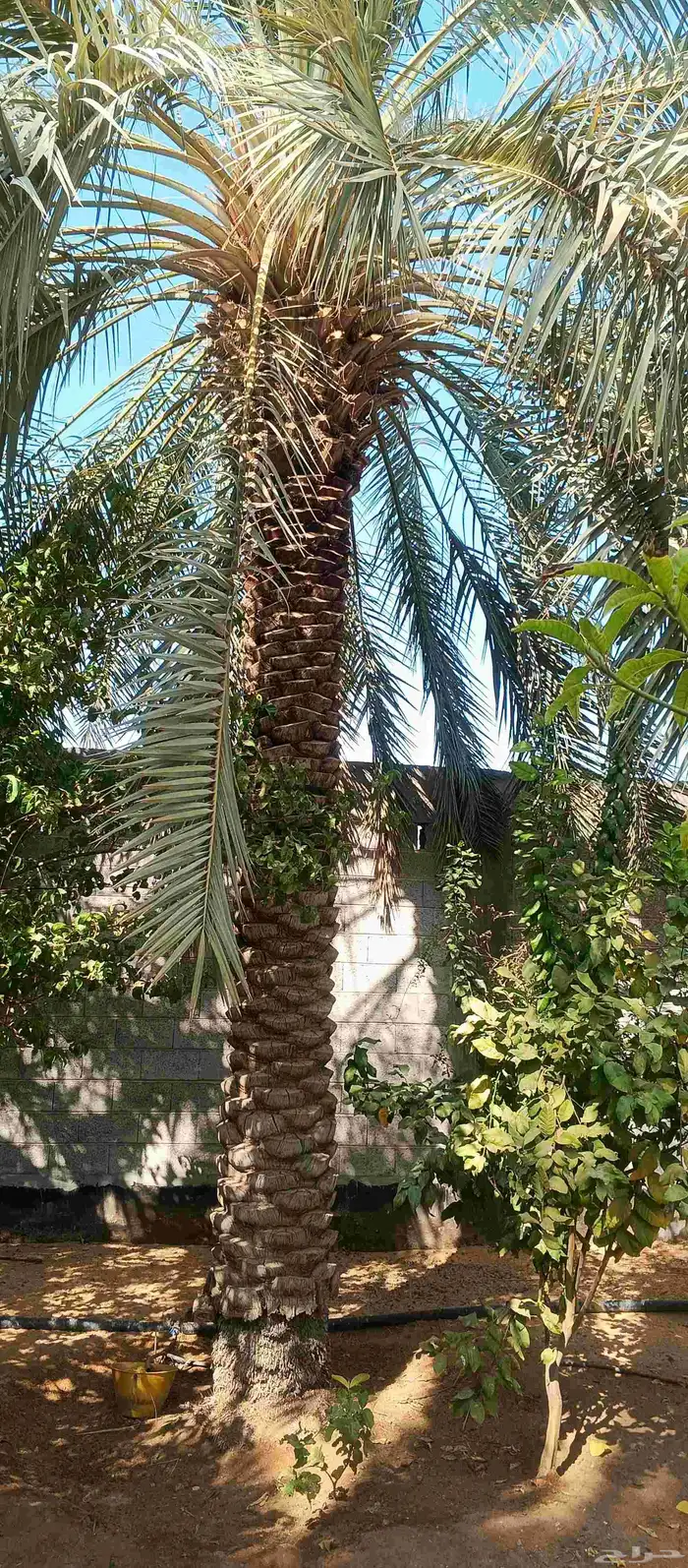 بيع نخل عربي سكري 5 متر 6 متر 5