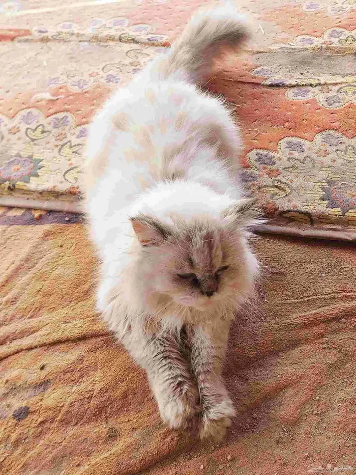 قطه شيرازي انثه للبيع عمره 6شهر هاديه 0